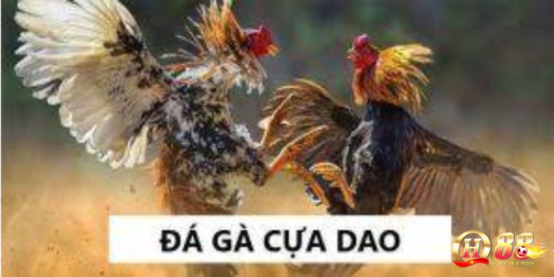 Kinh nghiệm chơi đá gà lâu năm