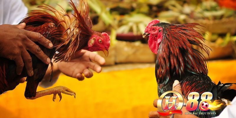 Xây dựng nền móng vững chắc từ việc chọn gà mái 